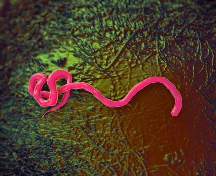 Платформа на основі стовбурових клітин розкрила секрети вірусу Ебола