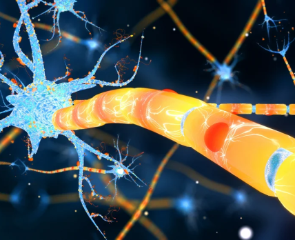 Новые нейроны: Bayer обнародовала положительные данные по терапии болезни Паркинсона