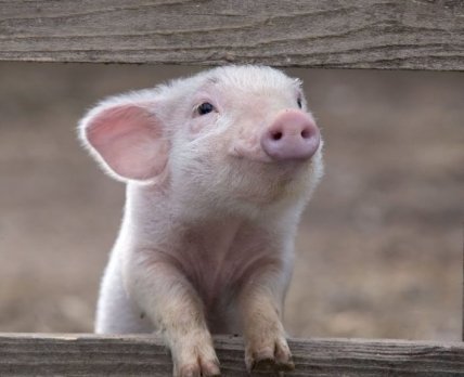 Во Львовской области учились реагировать на африканскую чуму свиней