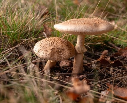 В Украине 24 человека пострадали от отравления грибами в сентябре /freepik