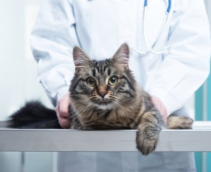 FDA разрешило снимать тревогу у кошек прегабалином