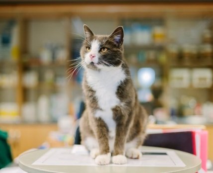 Новая бизнес-модель аптеки: фармопека для… кошек и собак