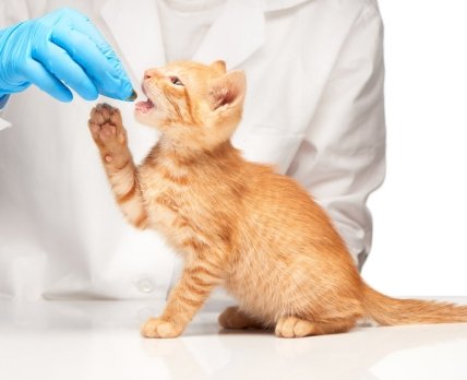 Ветеринарный фармацевт: интересная профессия