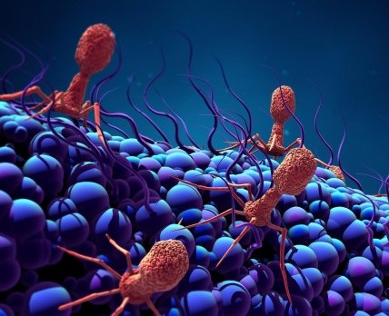 Персоналізовані бактеріофаги – ефективний варіант боротьби з небезпечними резистентними інфекціями