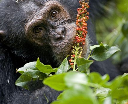 Самолікування шимпанзе надихнуло розробників ліків на нові ідеї