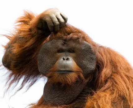 «Дискримінація та стигматизація»: вчені наполягають на перейменуванні віспи мавп