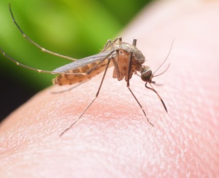 Бактериальная инфекция – лучшая альтернатива вакцине от денге