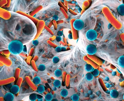 Микрофлора кишечника способна истребить новый коронавирус