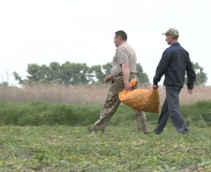 Медработники Чигирина выращивают картофель для нужд больницы