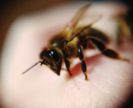 Новая вакцина против аллергии на укусы пчёл прошла испытания в Австралии