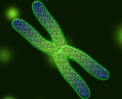 Ген на Х-хромосомі захищає жінок від важких інфекцій