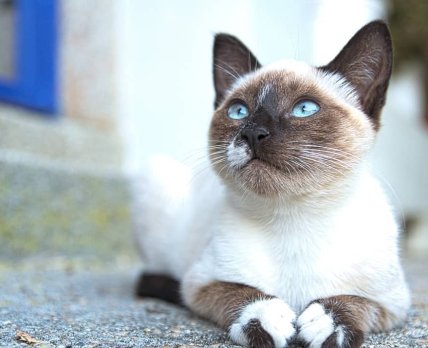 Швейцарская компания создала вакцину, которая делает кошек гипоаллергенными
