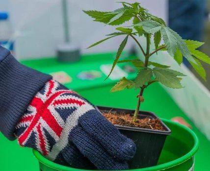 В Великобритании открылась первая «клиника марихуаны»