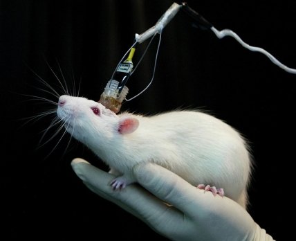 Представители кампании Stop Vivisection против исследований на животных в ЕС