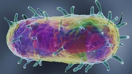 Yersinia pestis