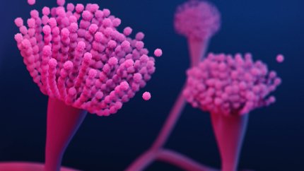 Антимікотик від F2G та Shionogi продемонстрував високу ефективність при інвазивному аспергільозі
