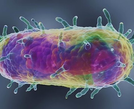 Yersinia pestis