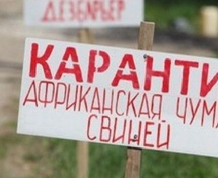 Вспышка африканской чумы зафиксирована в Ровенской области
