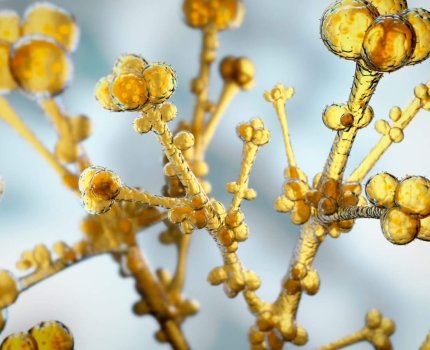 В ЕС распространяется Candida auris. Эксперты призывают к обязательной отчётности
