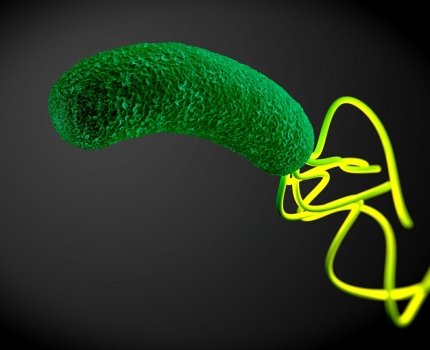 Кларитромицин бесполезен при Helicobacter pylori