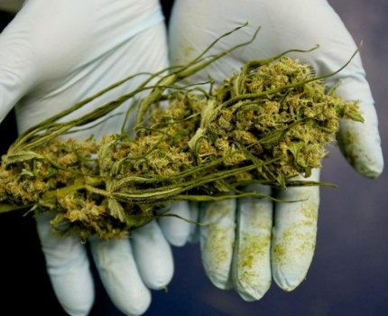 Американской компании разрешили продавать в Украине лекарства из марихуаны (*обновлено)