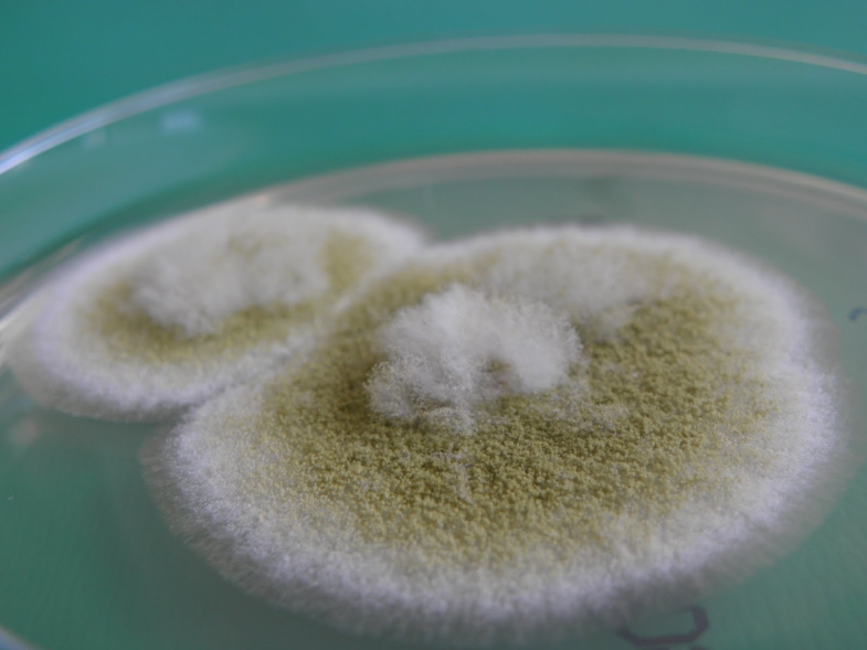 Aspergillus flavus