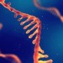 self-amplifying mRNA, самоамплифицирующаяся мРНК