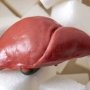 Экспериментальному препарату Arrowhead Pharmaceuticals удалось восстановить печень