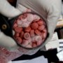 Українські юристи розробили схему протидії фальшуванню ліків