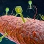 BiomX вдало випробувала бактеріофаг при остеомієліті