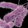 Новое в лечении рака мочевого пузыря: Prokarium пытается превзойти иммунотерапию БЦЖ при помощи сальмонеллы