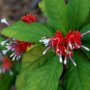 Rauvolfia serpentina