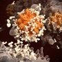 Иммунитет к COVID-19 через инфекцию или вакцинацию: эквивалентен ли он?