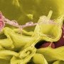 Нова пероральна вакцина проти сальмонели продемонструвала високий рівень захисту