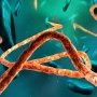 Вчені заманюватимуть віруси у пастку