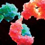 Merck заплатит за биспецифическое антитело Curon $700 миллионов