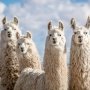 ExeVir начинает испытания препарата от ковида с антителами ламы