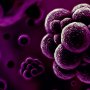 Ученые из Университета Квинс осуществили прорыв в области антимикробной резистентности