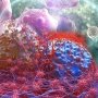 Candel Therapeutics предлагает вариант мультимодальной терапии рака поджелудочной железы