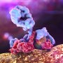 iTeos Therapeutics добилась успеха с антителом против TIGIT