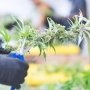 Электронный рецепт на медицинский каннабис: новые возможности для пациентов