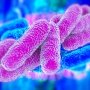 Микрофлора кишечника отрегулирует резистентность к инсулину