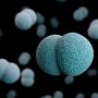 Sanofi протистоїть менінгіту, трансформуючи рекламну кампанію своєї вакцини