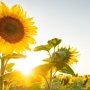 Из подсолнечника изготовят эффективный и безопасный анальгетик