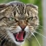 Бешенство: можно ли выжить, заболев – нет. Можно ли уберечься – да!