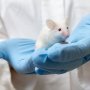 Стволовые клетки смогли восстановить мозг мышей после инсульта и деменции