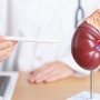 Релакорилант – потенциальный вариант лечения синдрома Кушинга без побочных эффектов