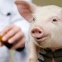 На украинский рынок попал незарегистрированный ветеринарный антибиотик