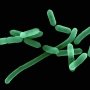 Листериоз убил волынянина. Как уберечься от опасной инфекции /sciencephoto.com