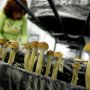 Еще одна «психоделическая» фармкомпания выходит на биржу